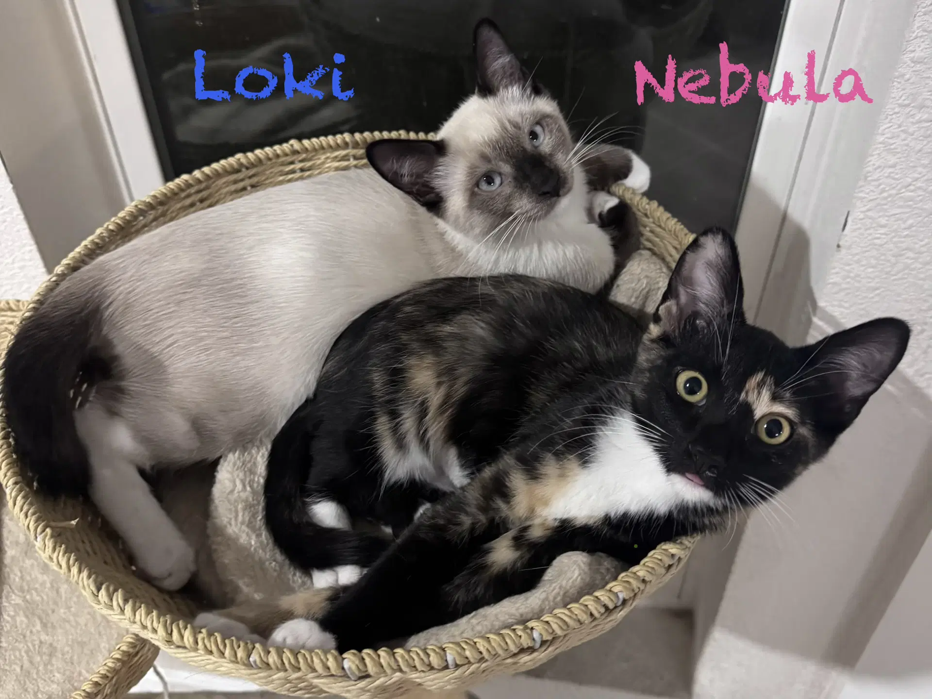Loki image 3