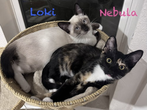 Photo 3 of Loki