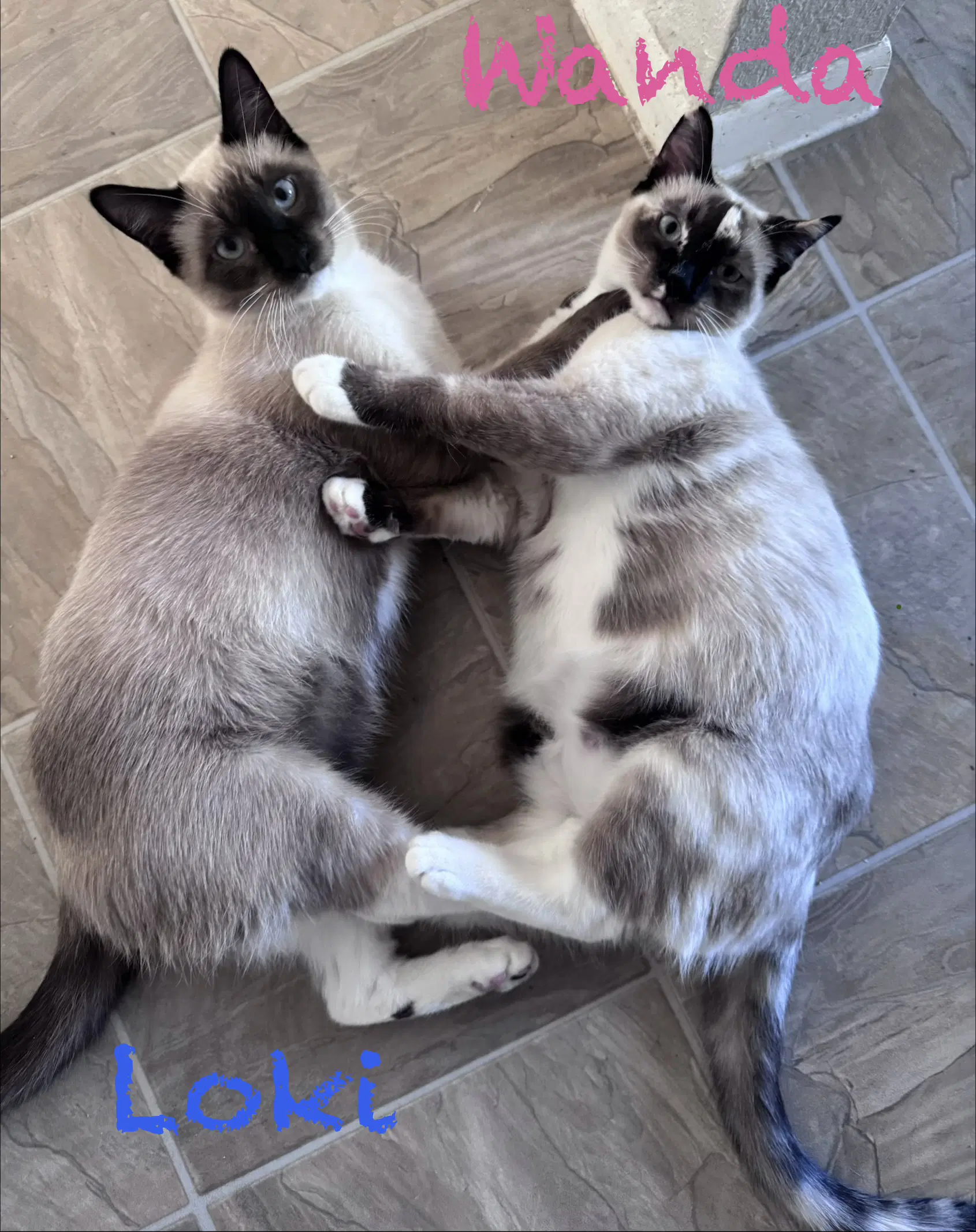 Loki image 4