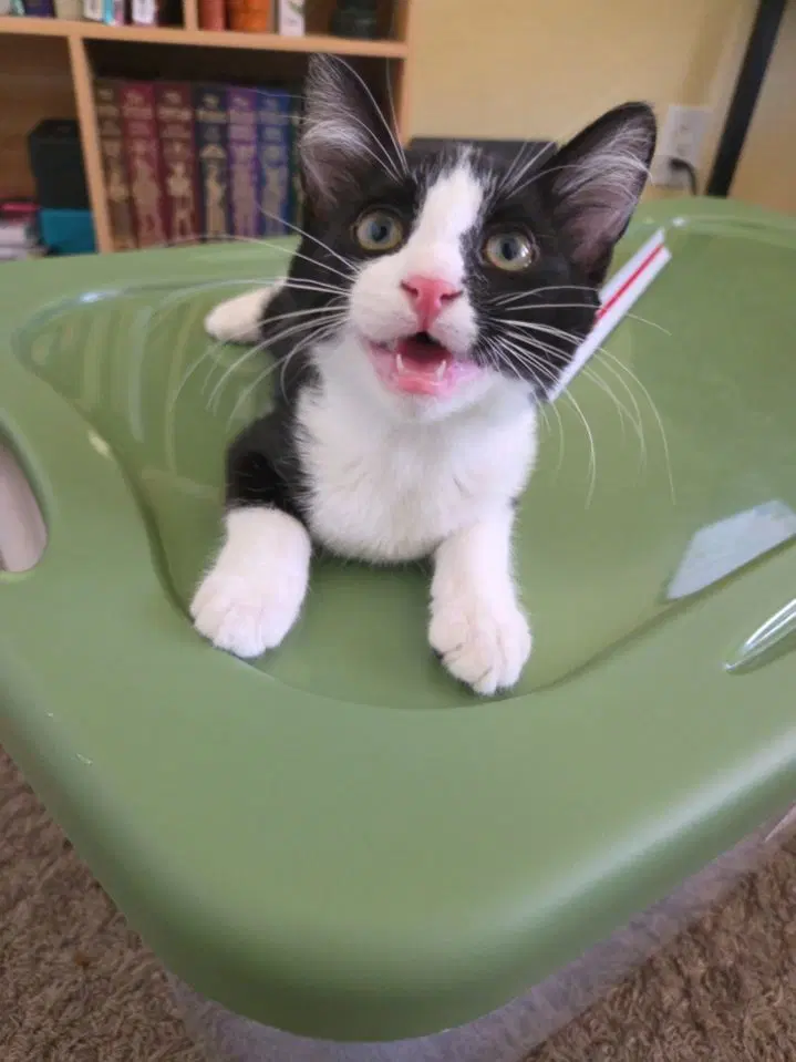 Kermit Bonded With Nemo - Domestic Short Hair