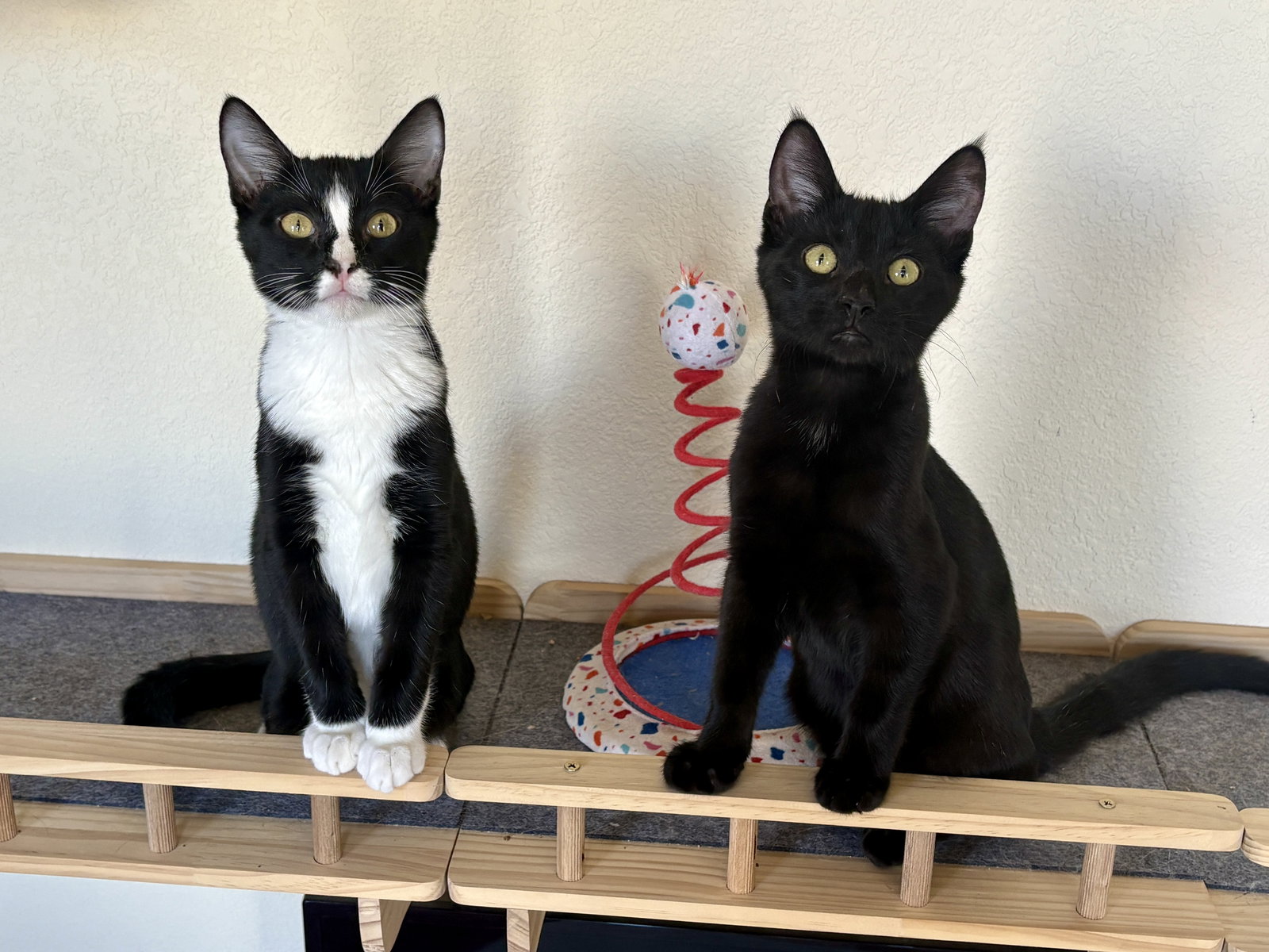 Woody BONDED with Hamm
