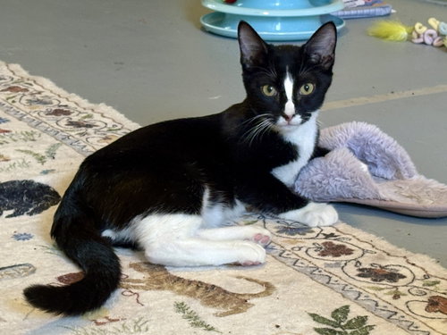 Hamm, a cat for adoption from Cool Cats Rescue