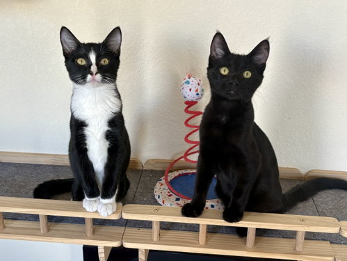 Hamm BONDED with Woody, Domestic Short Hair / Mixed (short coat)