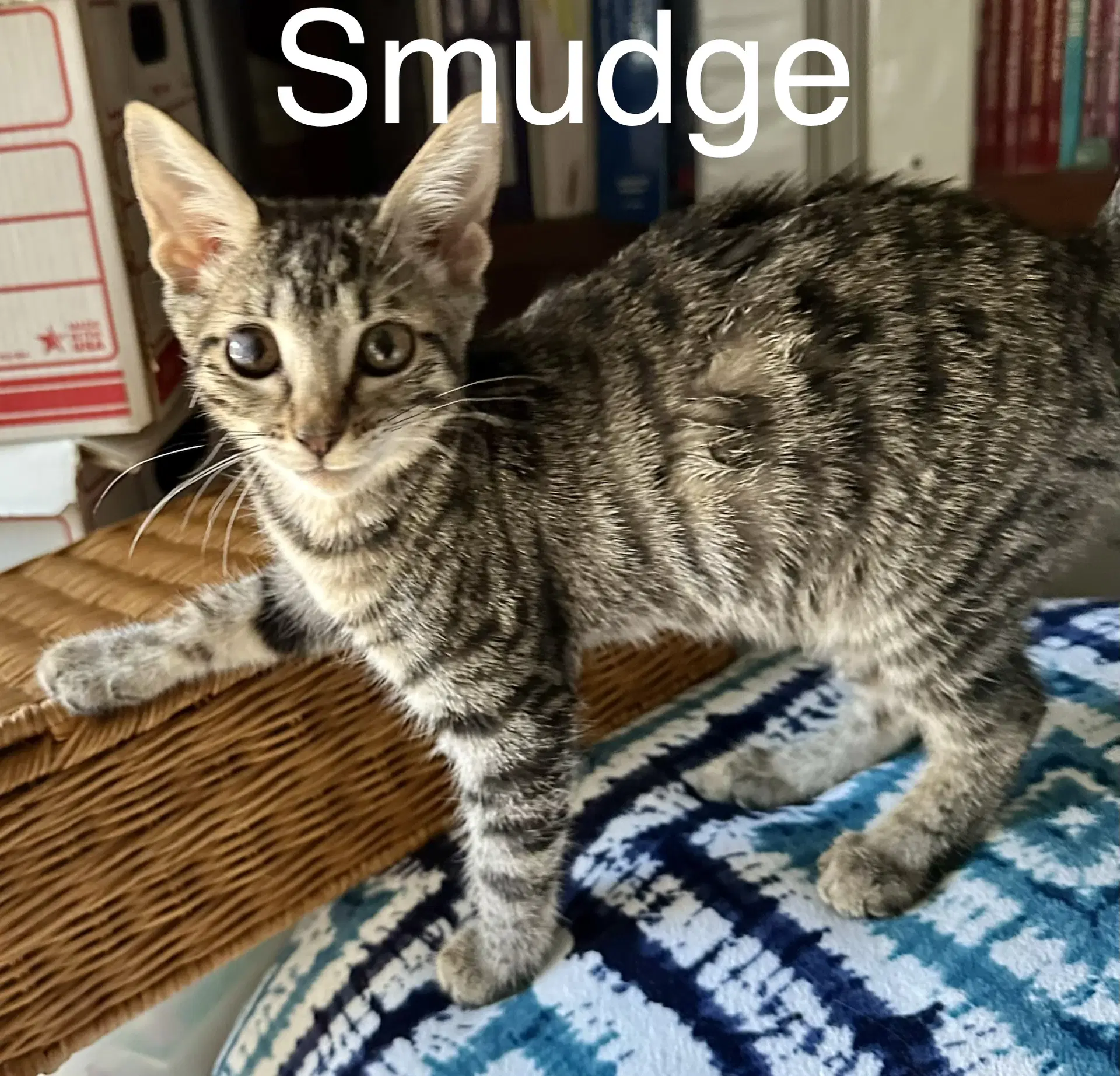 Smudge - Tabby
