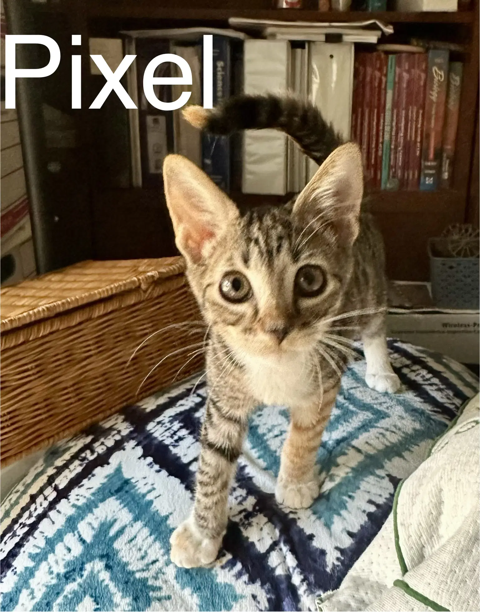 Pixel - Calico
