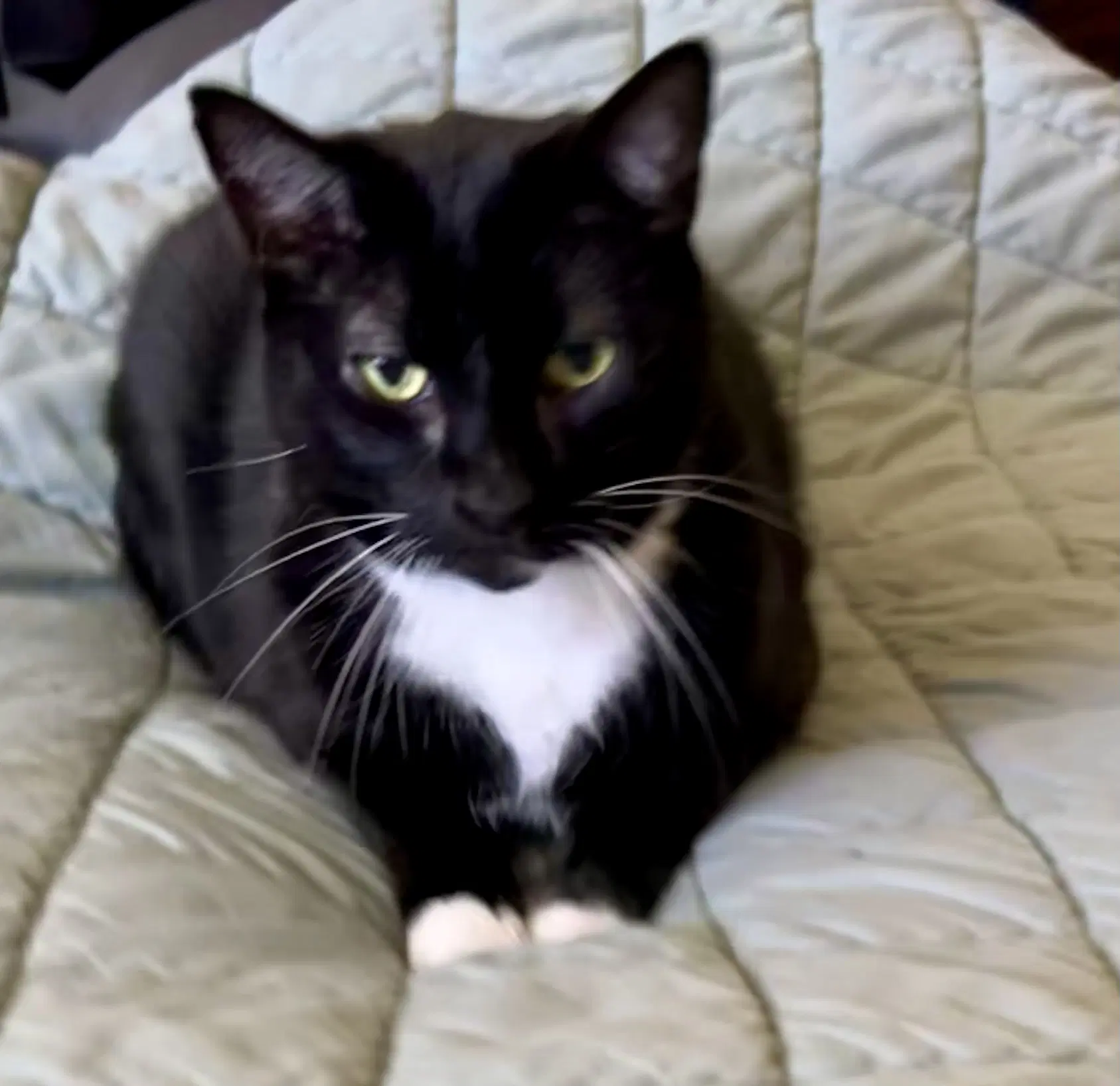 Louis - Tuxedo