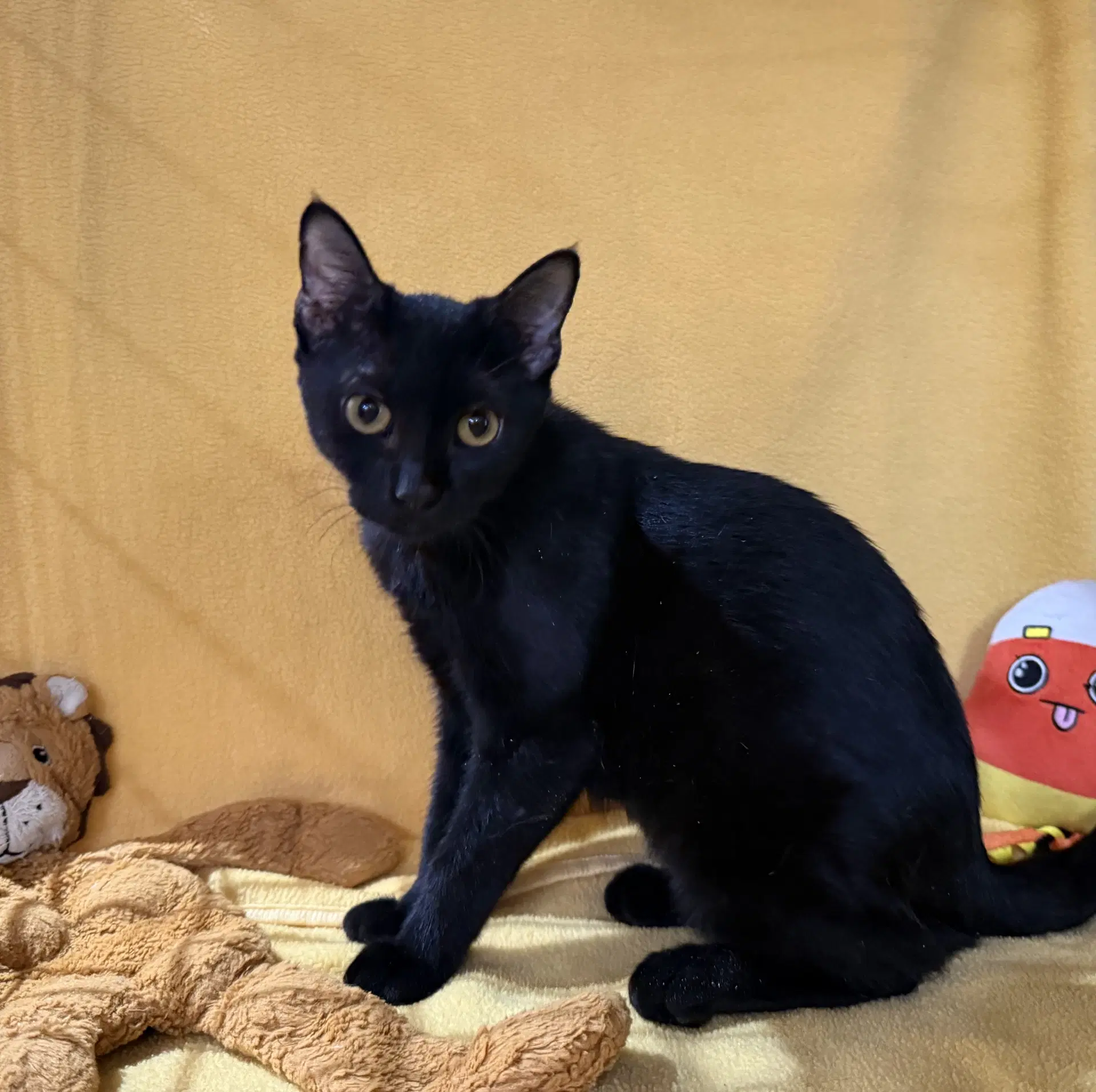 Delores - Domestic Short Hair
