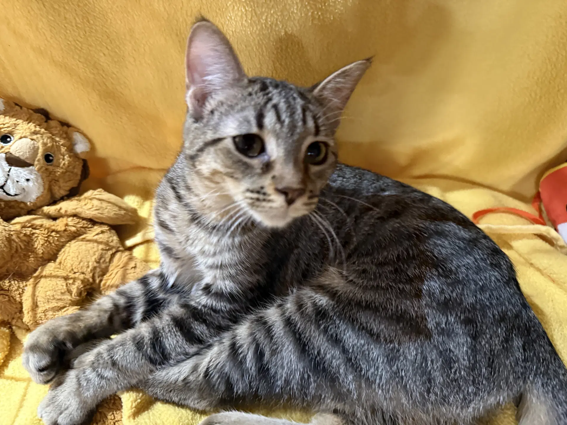 Raspberry - Domestic Short Hair