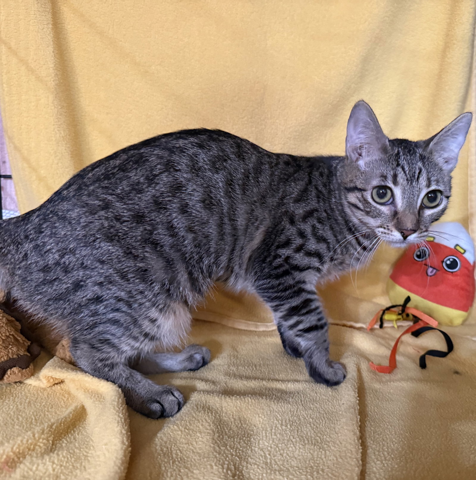 Cherry, Tabby
