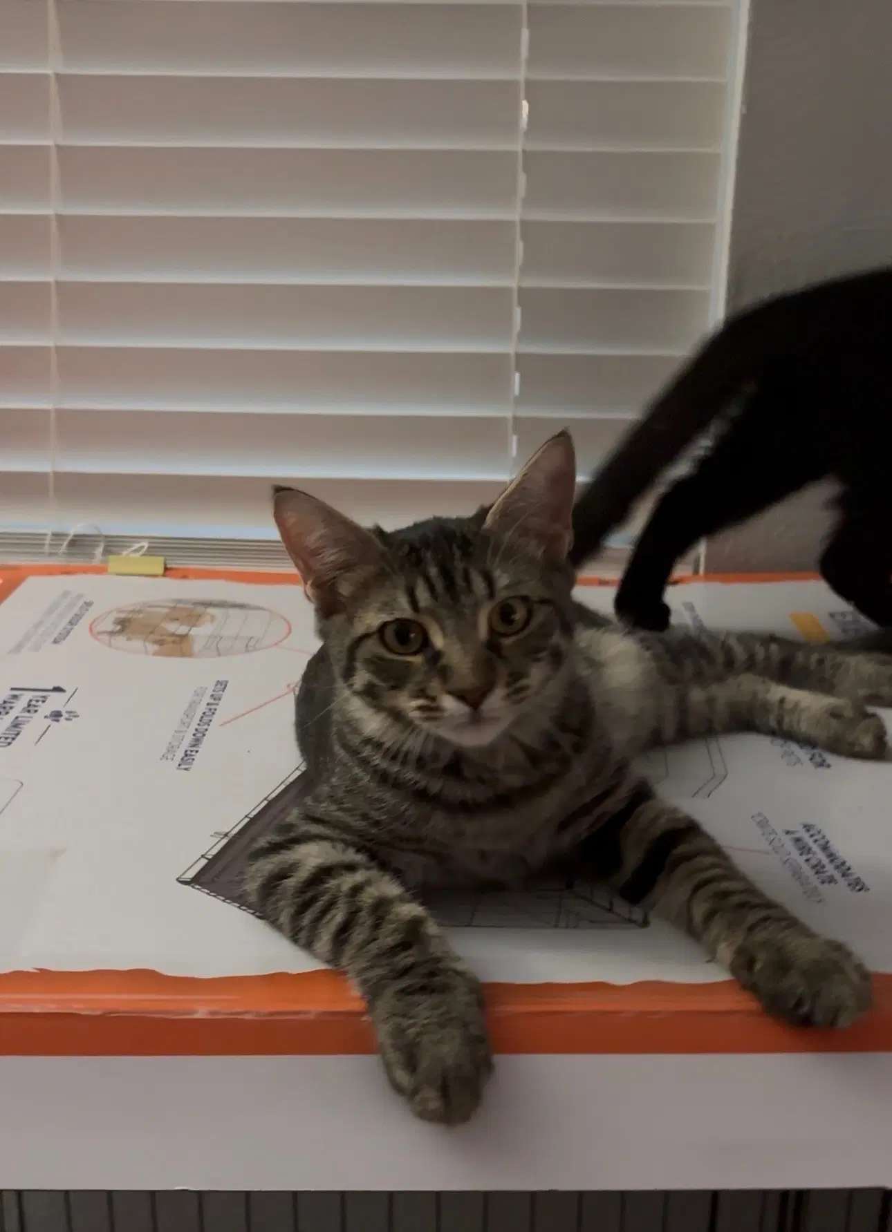 Johnny - Domestic Short Hair