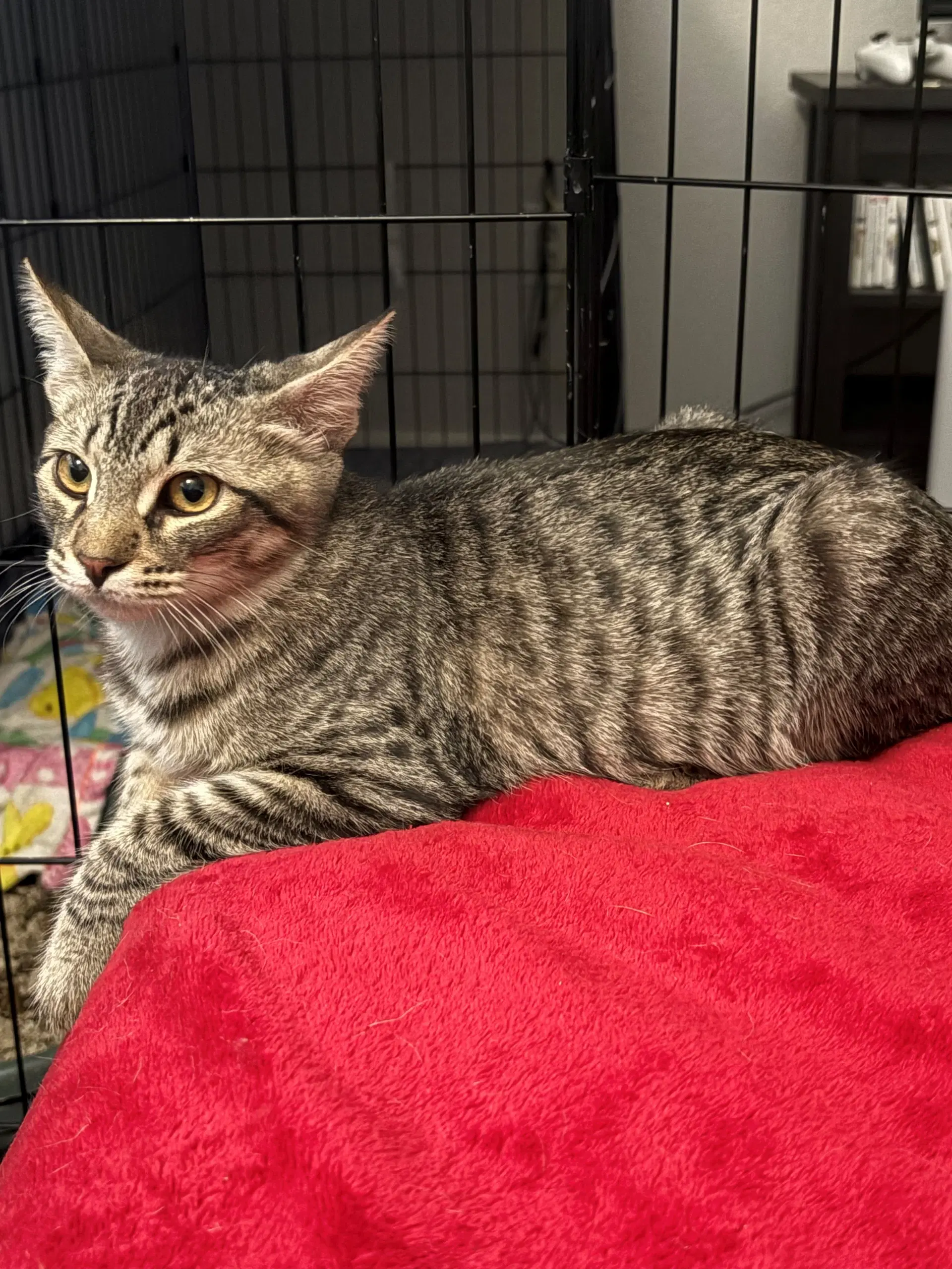 Mikey - Domestic Short Hair