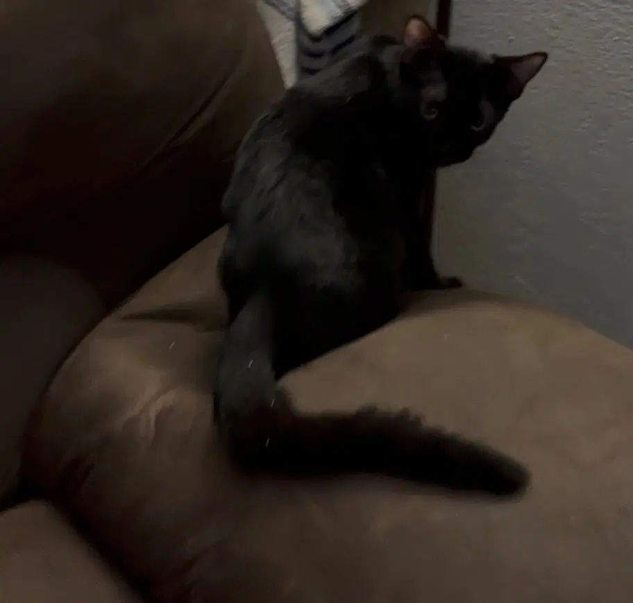 Edward - Domestic Short Hair