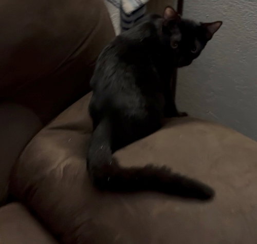 Edward, a cat for adoption from Cool Cats Rescue