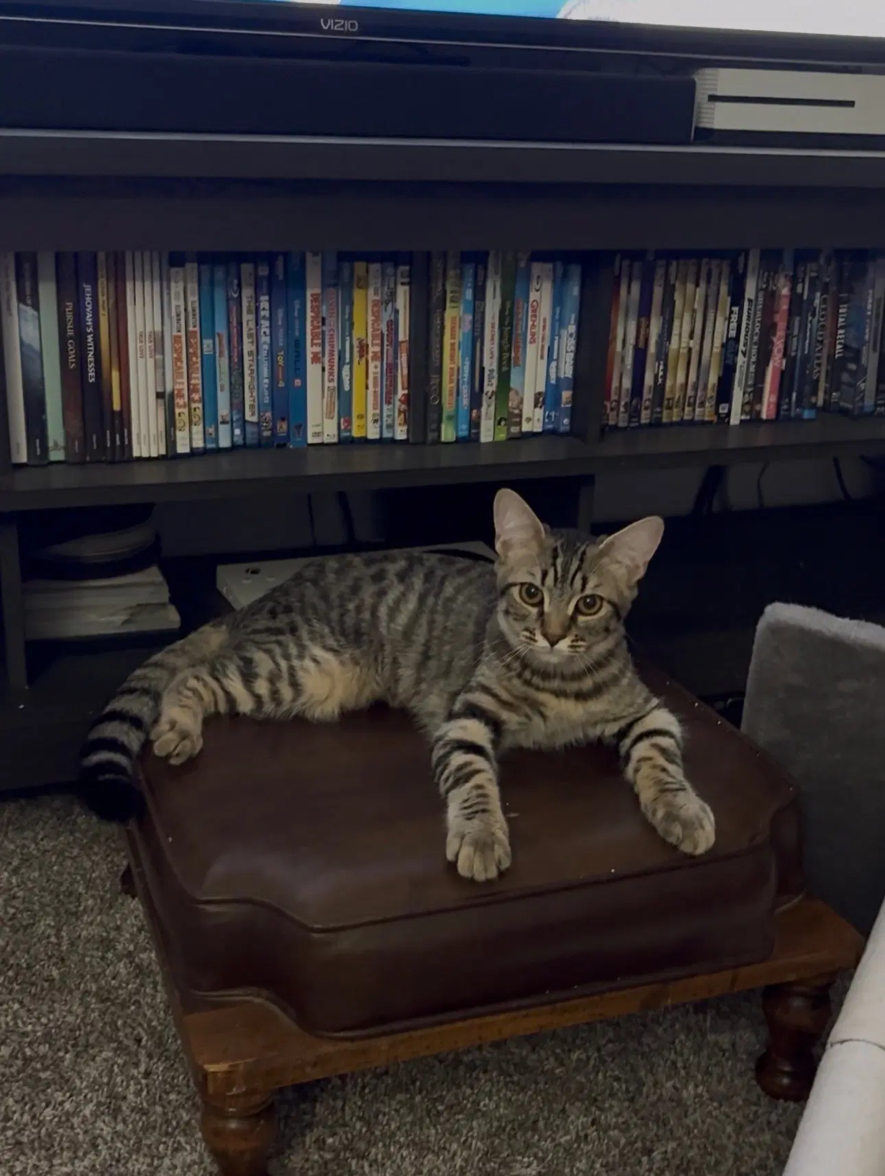 Addison - Domestic Short Hair