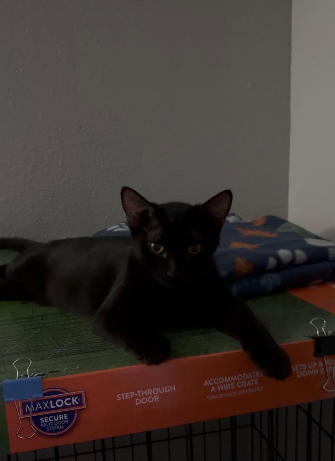 Emma, Domestic Short Hair