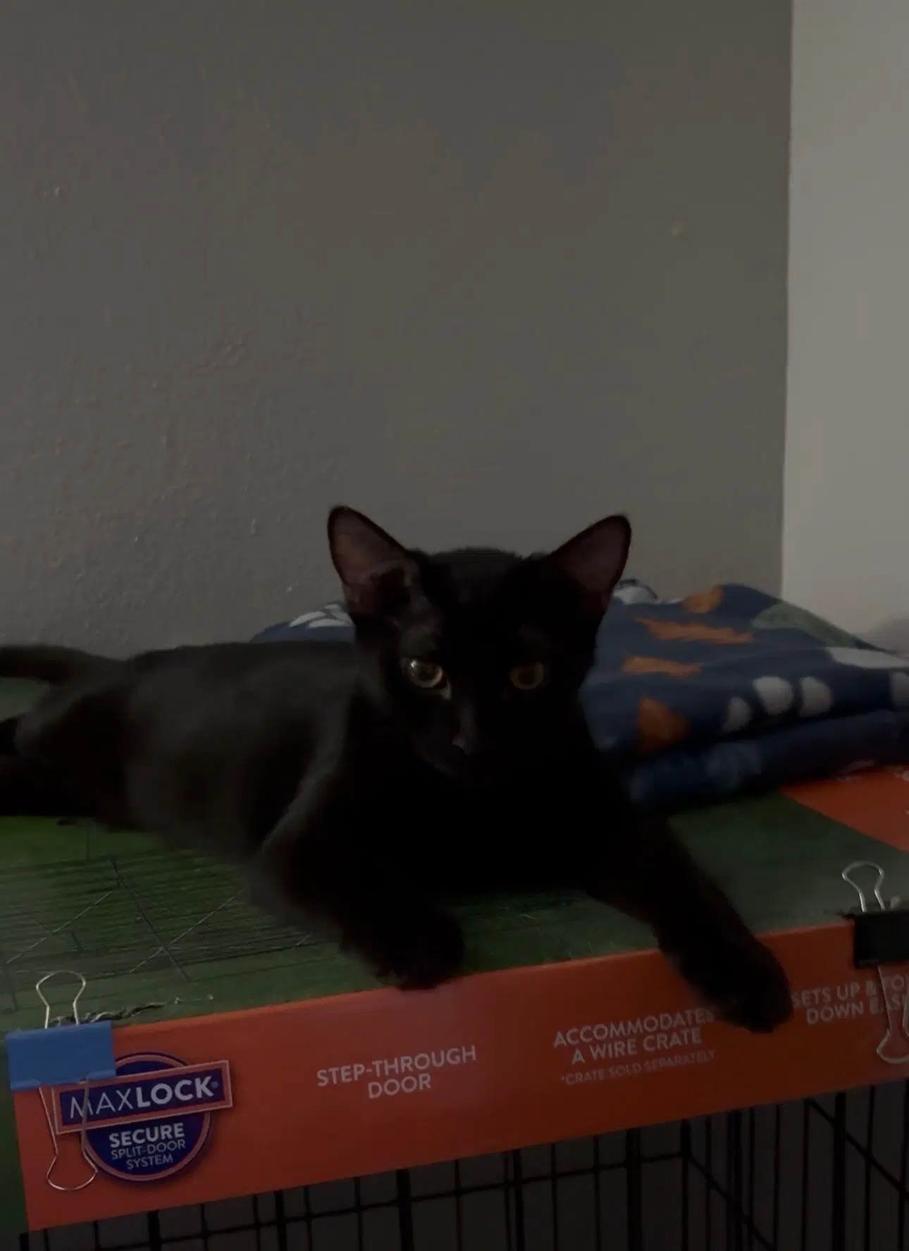 Emma - Domestic Short Hair
