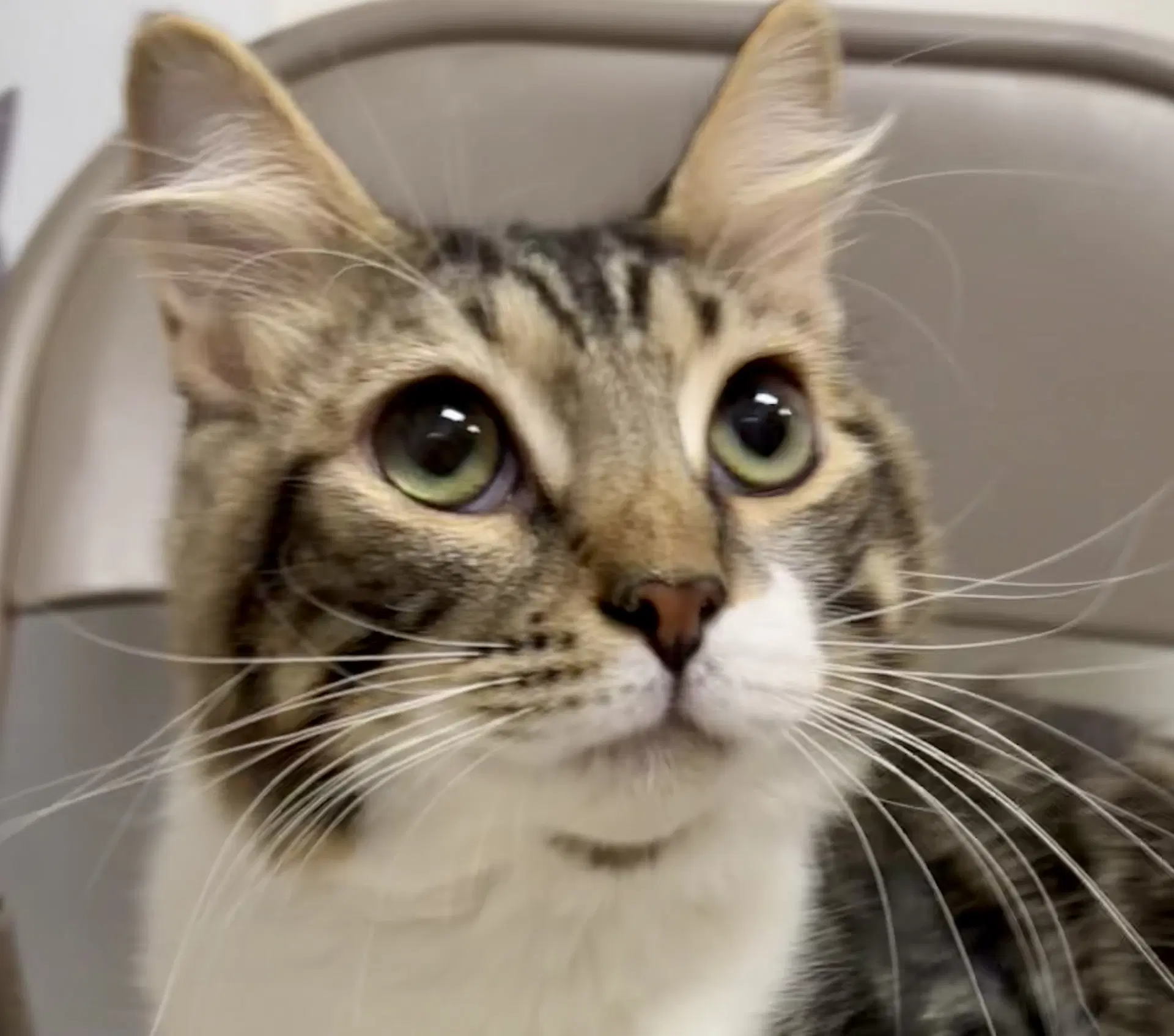 Benji - Tabby