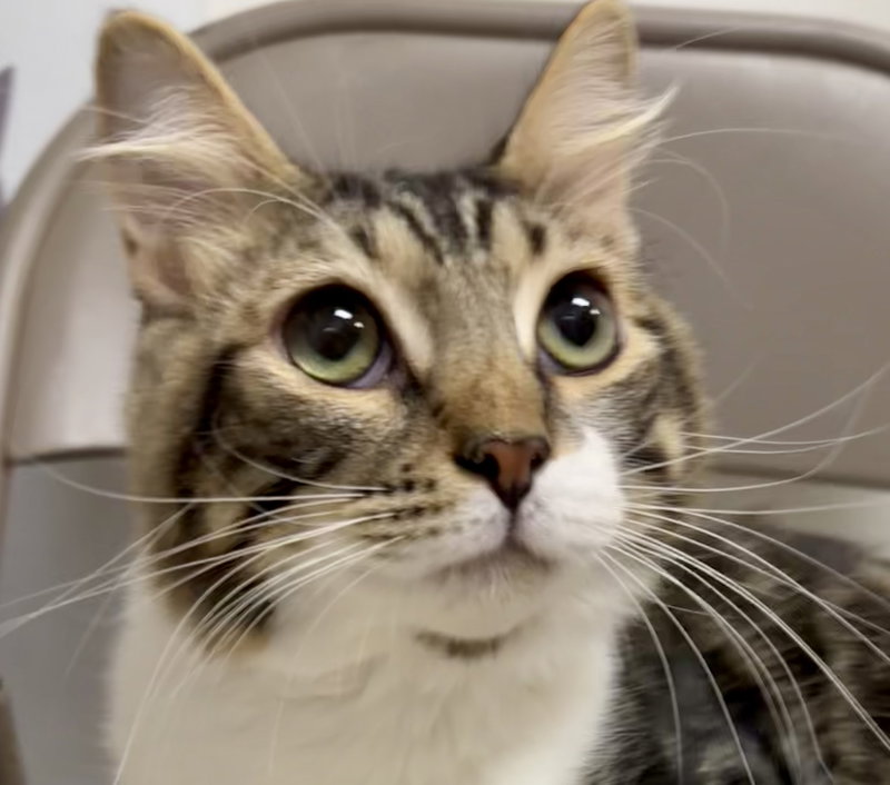 Benji, a male Tabby kitten up for adoption