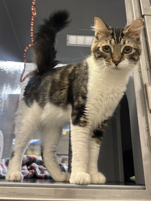 Benji, Tabby / Maine Coon / Mixed (medium coat)