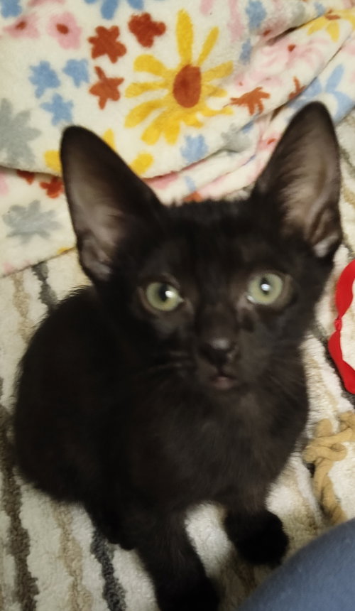 Lestat, a cat for adoption from Cool Cats Rescue