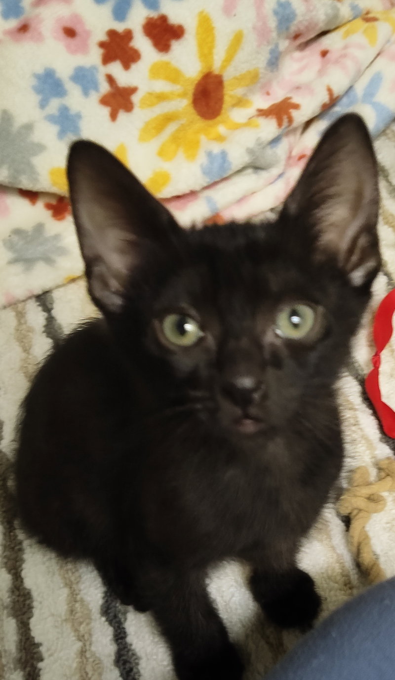Lestat, a male kitten up for adoption