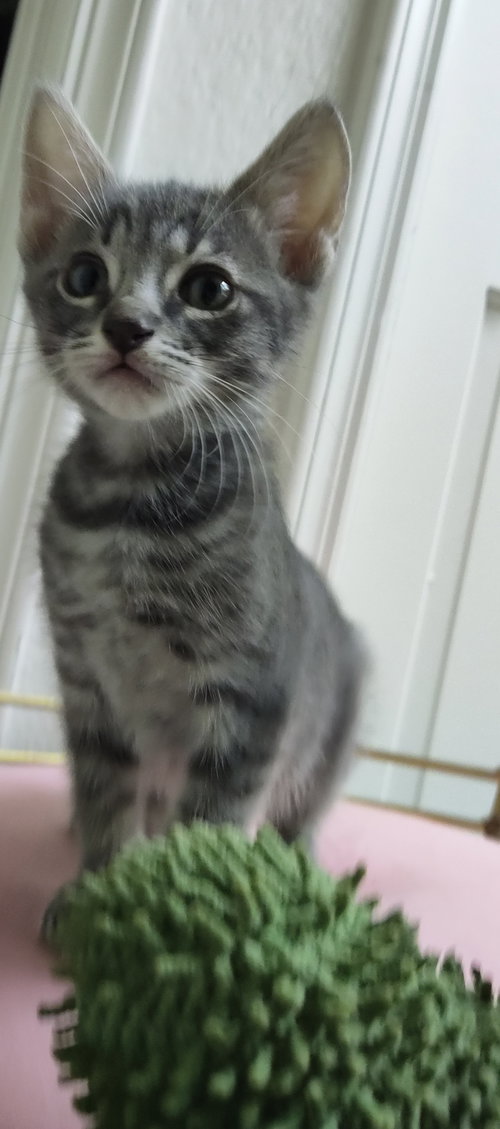 Photo 3 of Louie