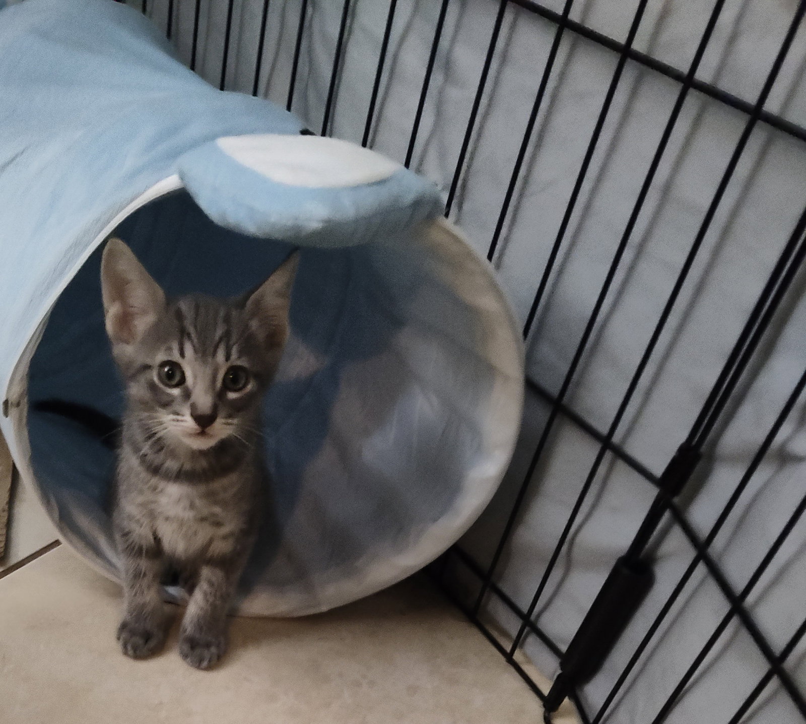 Louie, Domestic Short Hair