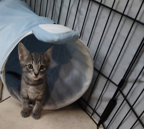 Louie, a cat for adoption from Cool Cats Rescue