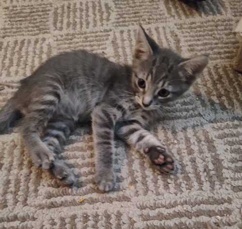 Photo 2 of Louie