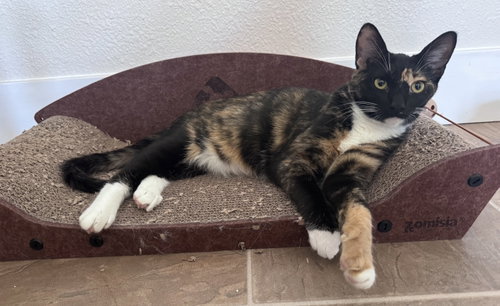 Nebula BONDED with Gamora, a cat for adoption from Cool Cats Rescue