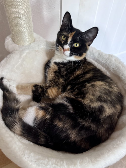 Gamora BONDED with Nebula, a cat for adoption from Cool Cats Rescue