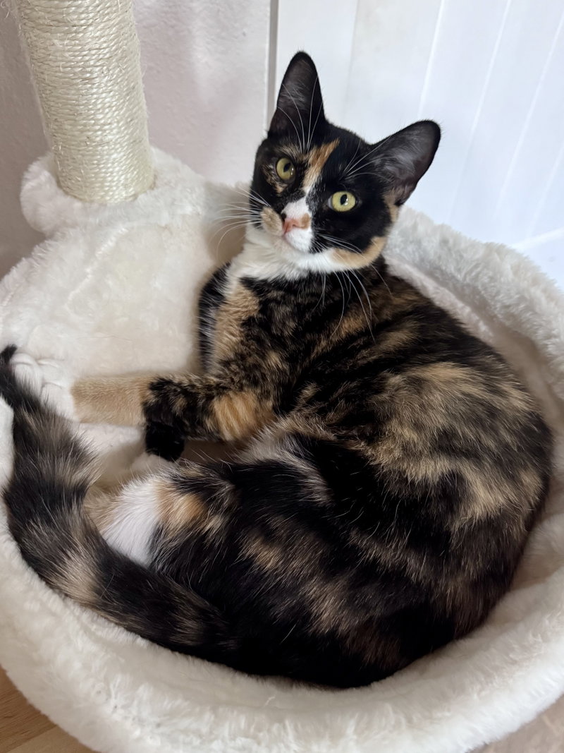 Gamora BONDED with Nebula, a young female Calico cat up for adoption