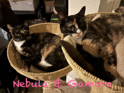Photo 2 of Gamora BONDED with Nebula
