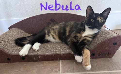 Photo 3 of Gamora BONDED with Nebula