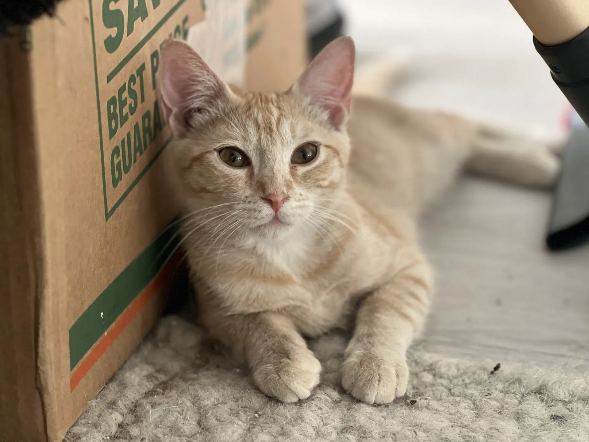 Victoria - Domestic Short Hair