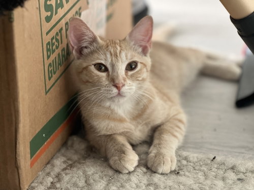 Victoria, a cat for adoption from Cool Cats Rescue