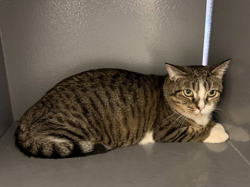 Altana, a cat for adoption from Cool Cats Rescue