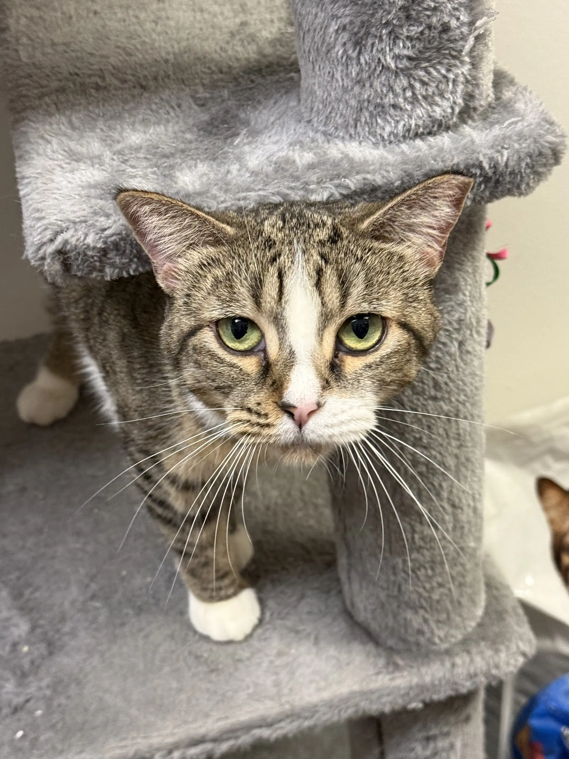 Altana - Tabby