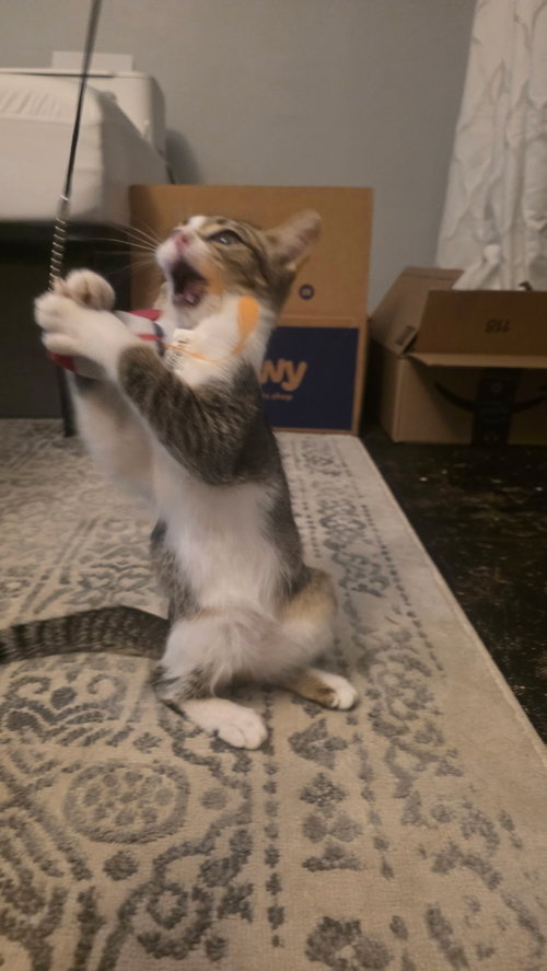 Ty, a cat for adoption from Cool Cats Rescue