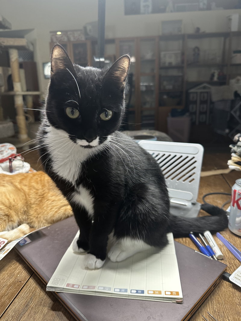 Brigid, an adult female Tuxedo cat up for adoption
