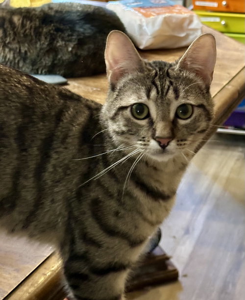 Loki, a cat for adoption from Cool Cats Rescue