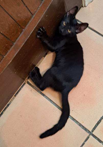 Turramurra, a cat for adoption from Cool Cats Rescue