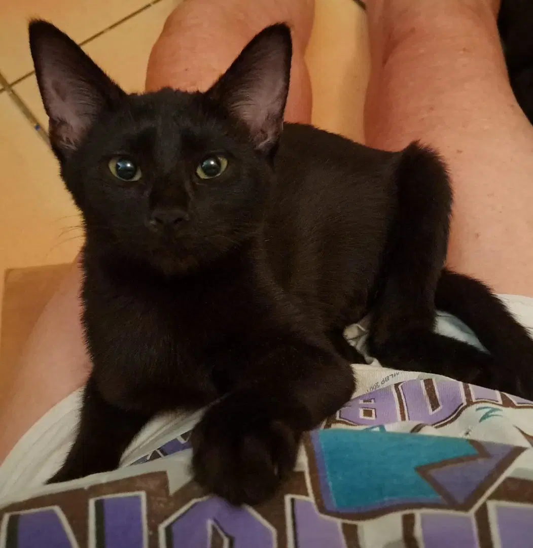 Coolangatta - Domestic Short Hair