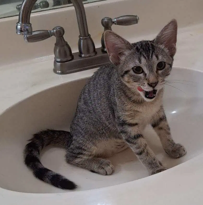 Lindfield - Tabby