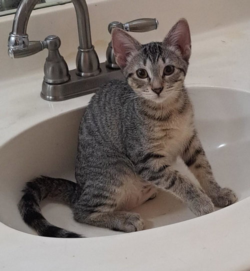 Tweed Heads, a cat for adoption from Cool Cats Rescue