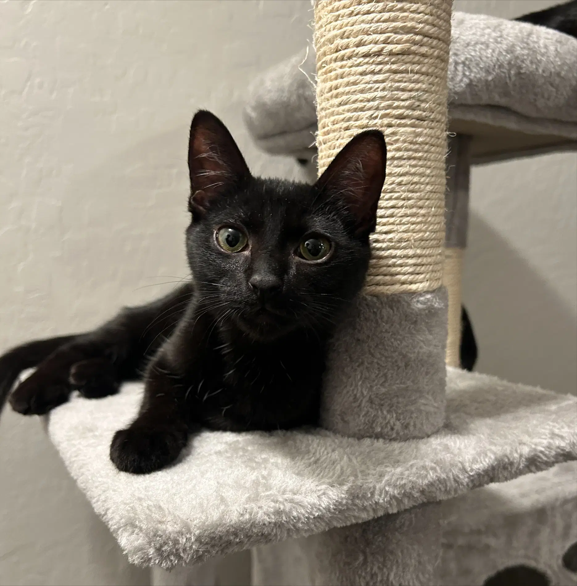 Shelley - Domestic Short Hair