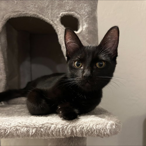 Halley, a cat for adoption from Cool Cats Rescue