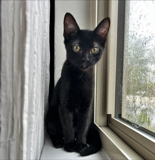 Rocky, a cat for adoption from Cool Cats Rescue