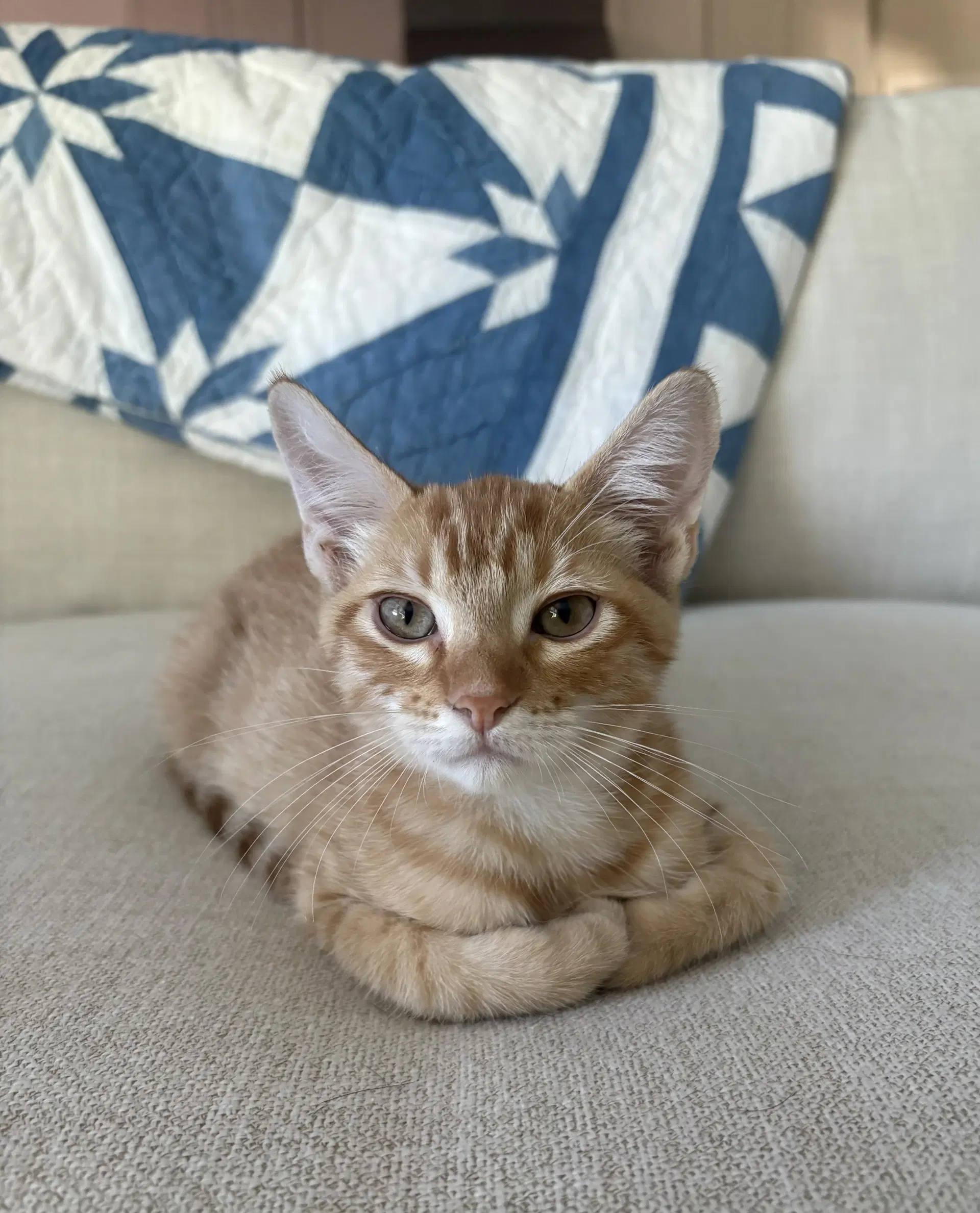 Tony - Tabby