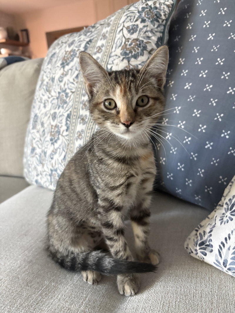 Paula, a female Tabby kitten up for adoption